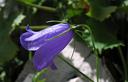 01-Campanula di Scheuchzer presso il rifugio Gilberti