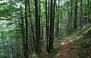 29-Bosco di faggio nei pressi del rifugio Brunner