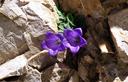 01-Campanula di Moretti a forcella della Meda