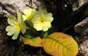 01-Fioritura di primula comune in val Posplata