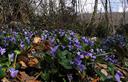 03-Fioritura di viola lungo il sentiero del monte faeit