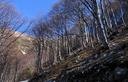 09-Bosco di faggio lungo la pista che sale a malga Confin