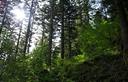 03-Il bosco che ricopre il versante settentrionale del Col Mezzodì