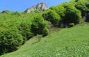 01-La vetta del Gialinut spunta dal bosco di faggio