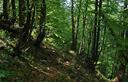 29-Bosco di faggio sulle pendici settentrionali del monte Cornetto