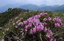 06-Rododendro nano sulla vetta del Cimon di Agar