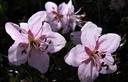 07-Rododendro nano, particolare del fiore
