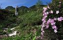 13-Rododendro nano presso casera Chiampiuz
