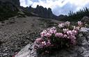 08-Rododendro nano nel vallone del Rio Lavinal