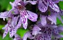 01-Orchidea macchiata, particolare del fiore