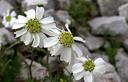 01-Achillea a lobi acuti sui ghiaioni del monte Bivera