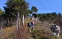 07-Rada pineta lungo il crinale sud del monte Giaideit