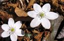 10-Erba trinità nella rara fioritura bianca sulle pendici del monte Vallaconin