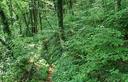 30-Il sentiero CAI n.973a nel fitto bosco presso Poffabro