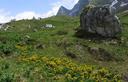 27-Fioritura di calta palustre a passo Geu basso