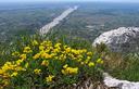 09-Ginestra stellata sulla vetta del monte Fara