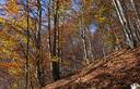 23-Autunno nei boschi della val Zea