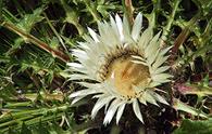 Carlina [<i>Carlina acaulis</i>]