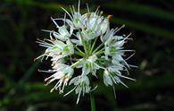 Aglio serpentino [<i>Allium victorialis</i>]