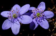 Erba trinità [<i>Hepatica nobilis</i>]