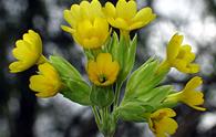 Primula odorosa [<i>Primula veris</i>]