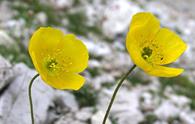 Papavero giallo [<i>Papaver alpinum</i>]<!-- Papaver rhaeticum-->