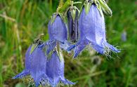 Campanula barbata [<i>Campanula barbata</i>]