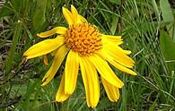 Arnica [<i>Arnica montana</i>]