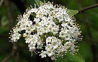 Viburno [<i>Viburnum lantana</i>]