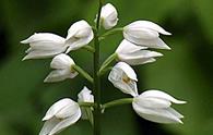 Elleborina bianca [<i>Cephalantera longifolia</i>]