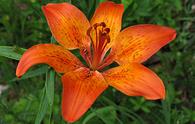 Giglio rosso [<i>Lilium bulbiferum</i>]