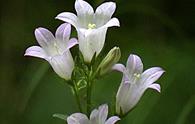 Campanula siberiana [<i>Campanula sibirica</i>]