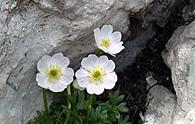 Ranuncolo di Traunfellner [<i>Ranunculus traunfellneri</i>]