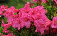 Rododendro irsuto [<i>Rhododendron hirsutum</i>]
