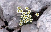 Sassifraga delle Dolomiti [<i>Saxifraga squarrosa</i>]