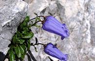 Campanula di Zois [<i>Campanula zoysii</i>] <!- -campanula di zoys -->