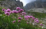 Statice montana o spillone delle Alpi [<i>Armeria alpina</i>]