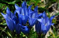 Genziana di Froelich [<i>Gentiana froelichii</i>]