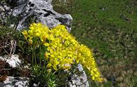 Draba gialla [<i>Draba aizoides</i>]