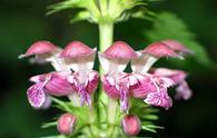 Ortica falsa maggiore [<i>Lamium orvala</i>]