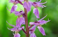 Orchidea maschio [<i>Orchis mascula</i>]