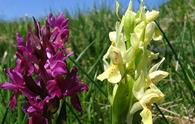 Giglio sambucino [<i>Orchis sambucina</i>]