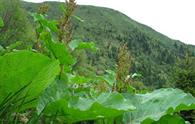 Rabarbaro alpino o Romice [<i>Rumex alpinus</i>]