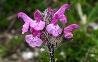 Pedicularie [<i>Pedicularis</i> sp.)