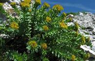 Rodiola [<i>Rhodiola rosea</i>]