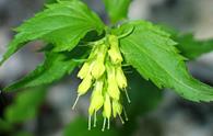 Veronica gialla [<i>Paederota lutea</i>]