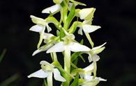 Orchidea bifoglia [<i>Platanthera bifolia</i>]