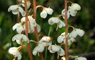 Limonio [<i>Pyrola rotundifolia</i>]