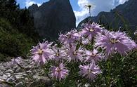 Garofano di Montpellier [<i>Dianthus monspessulanus</i>, <i>Dianthus sternbergii</i>]