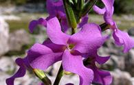 Violaciocca alpina [<i>Matthiola valesiaca</i>]